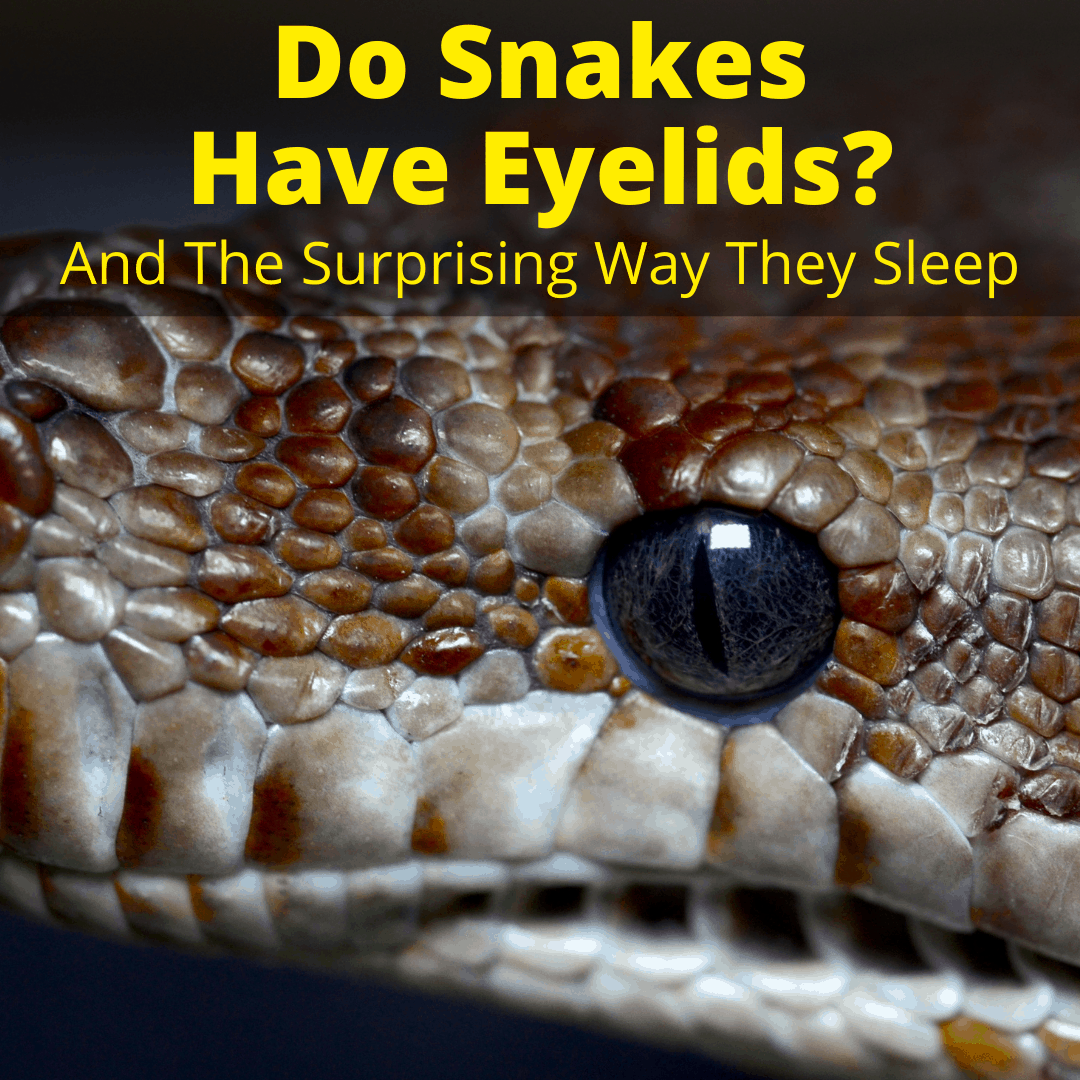 Do Snakes Have Eyelids