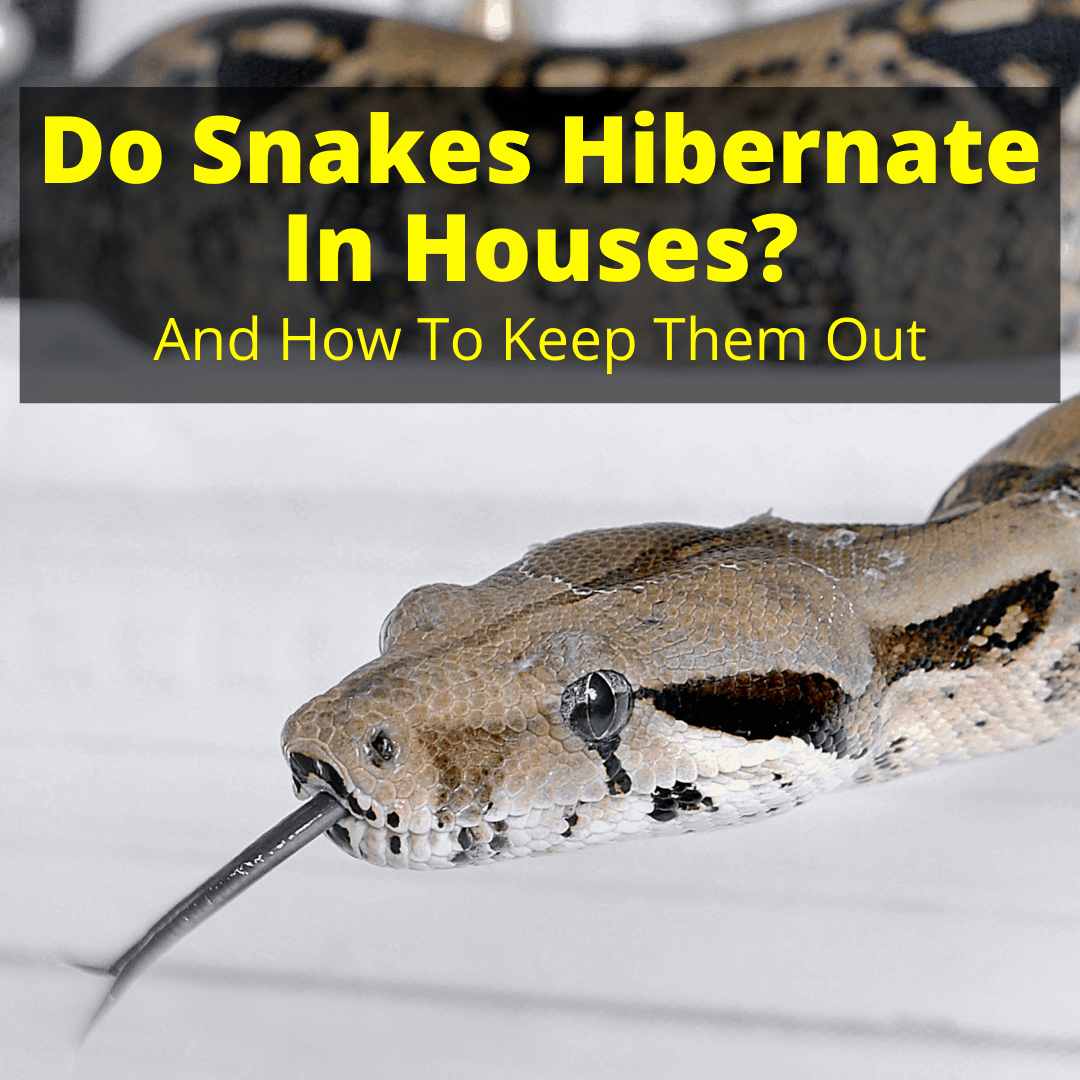 Do Snakes Hibernate In Houses