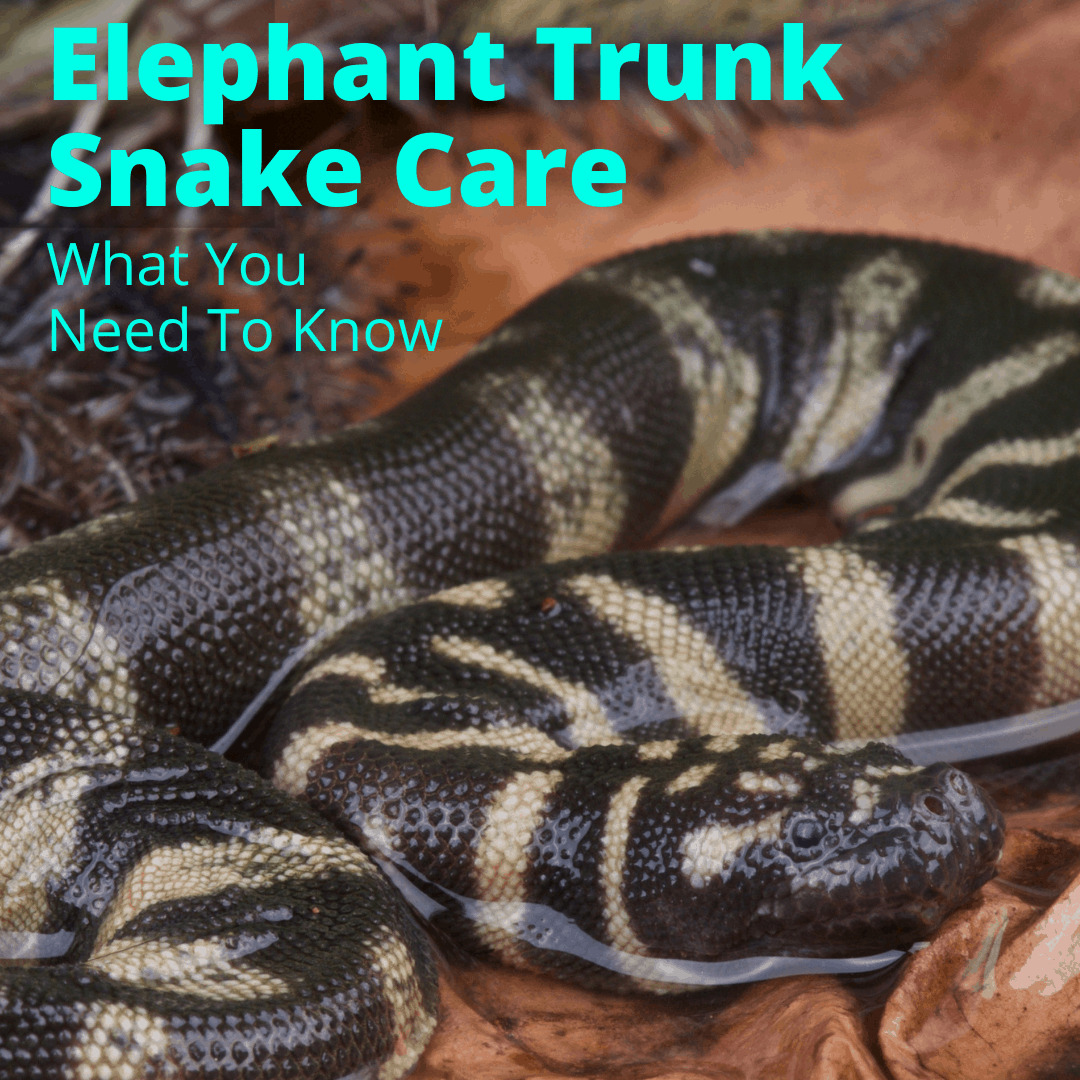 Elephant Trunk Snake Care (What You Need To Know) - My Snake Pet