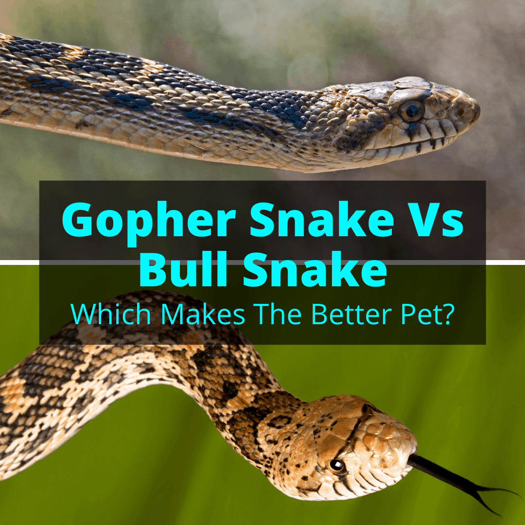 can a gopher snake kill a dog