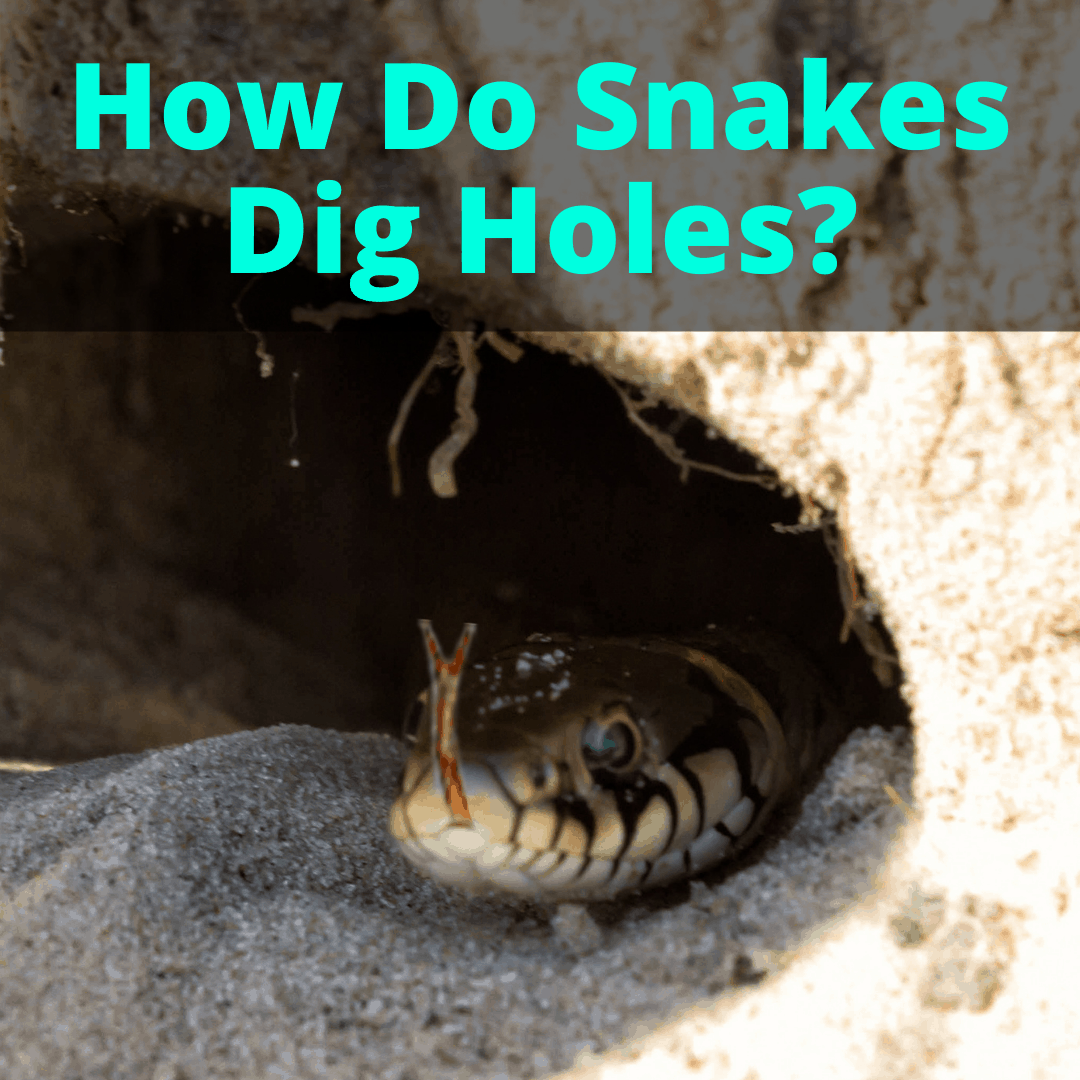How Do Snakes Dig Holes