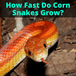 How Fast Do Corn Snakes Grow?