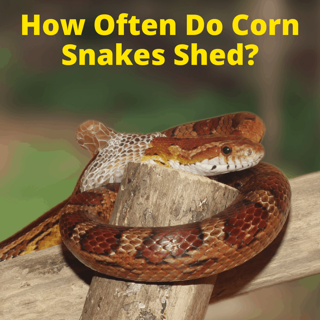 How Often Do Corn Snakes Shed
