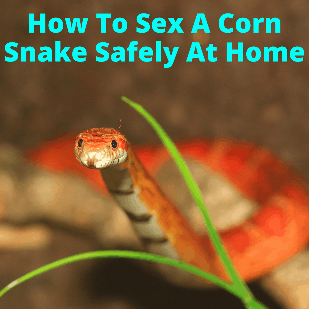 How To Sex A Corn Snake