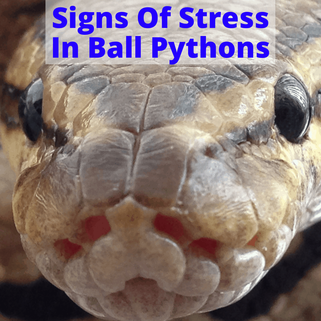 Signs Of Stress In Ball Pythons