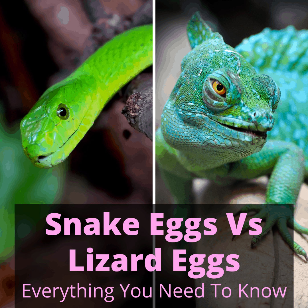 Snake Eggs Vs Lizard Eggs