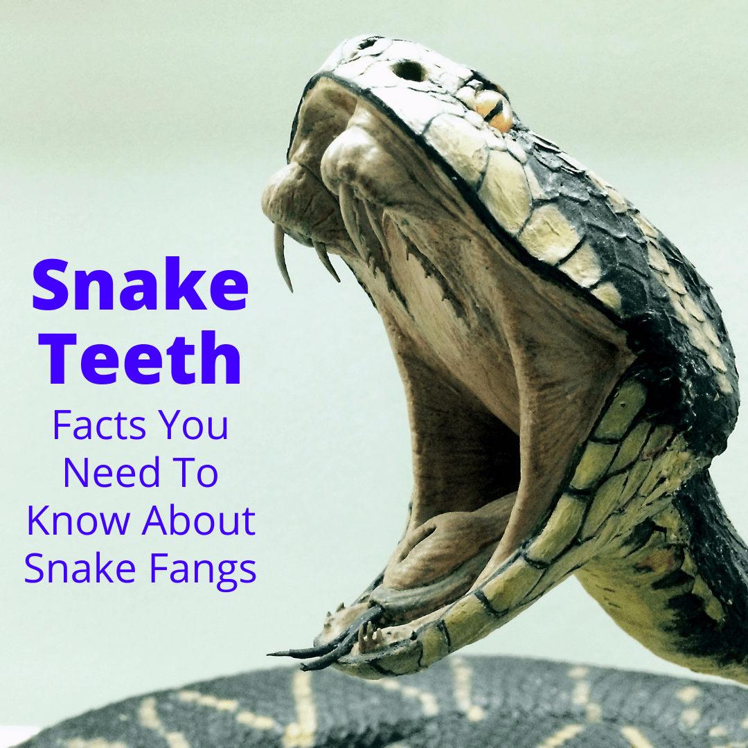 Snake Teeth Facts
