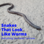 Snakes That Look Like Worms