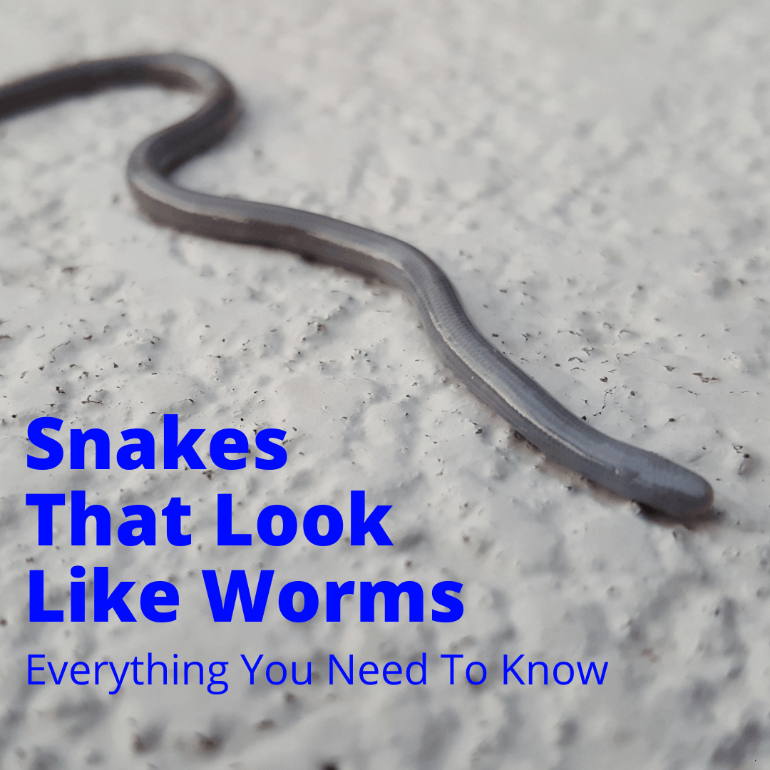 Snakes That Look Like Worms