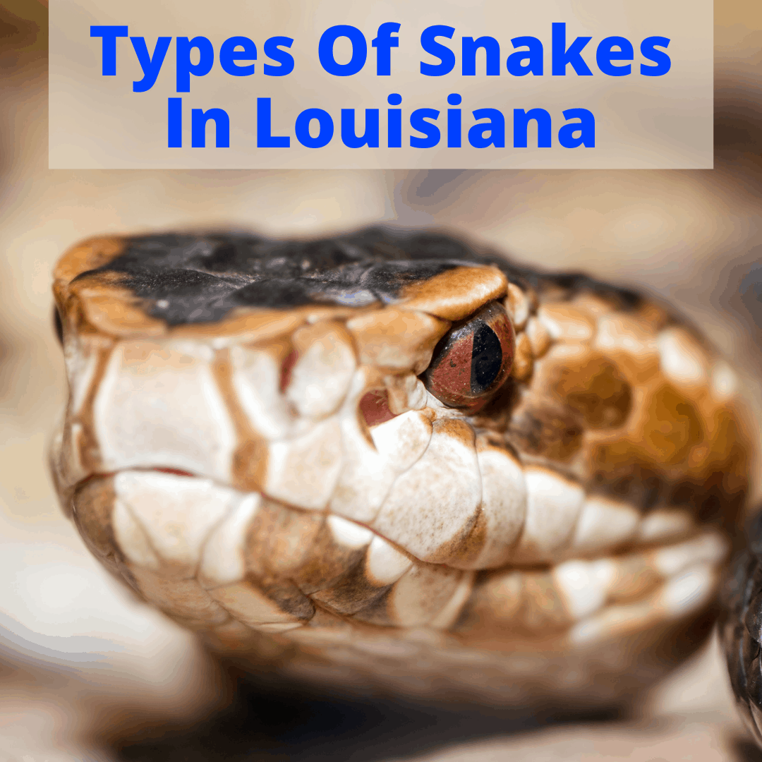 Types Of Snakes In Louisiana