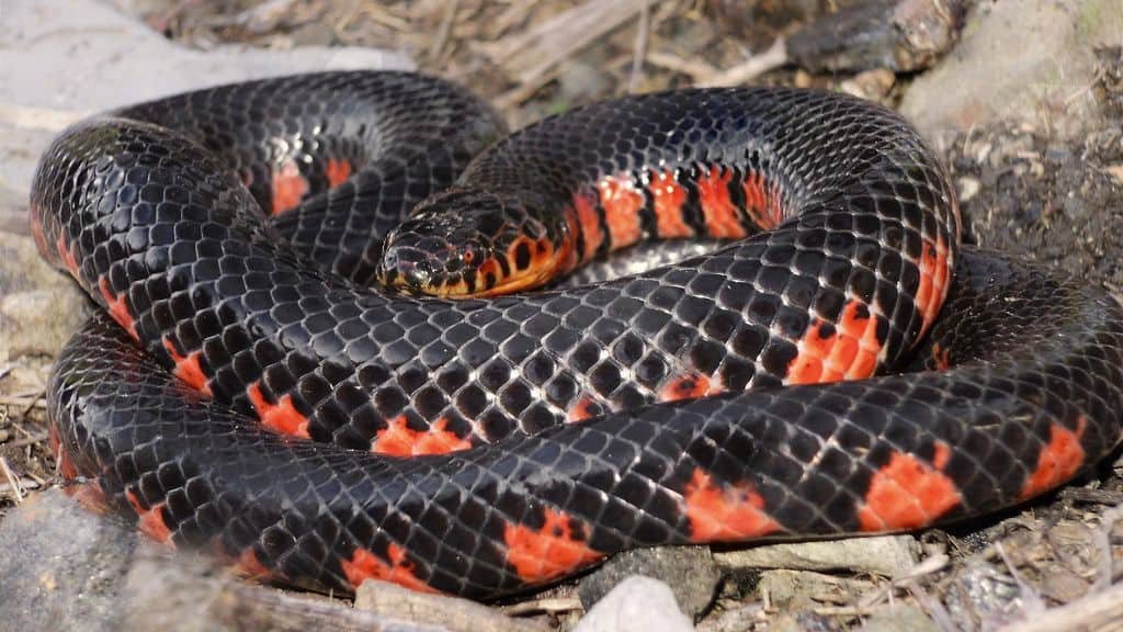 Western Mud Snake