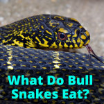 What Do Bull Snakes Eat?