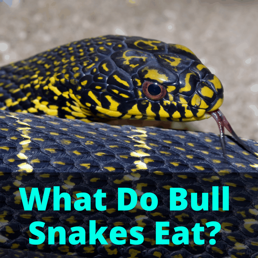 What Do Bull Snakes Eat