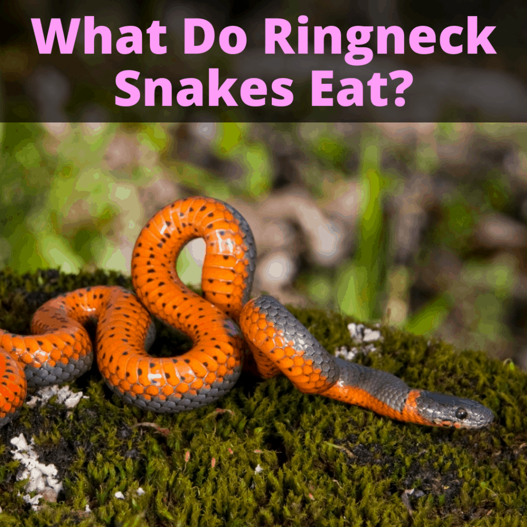 What Do Ringneck Snakes Eat?