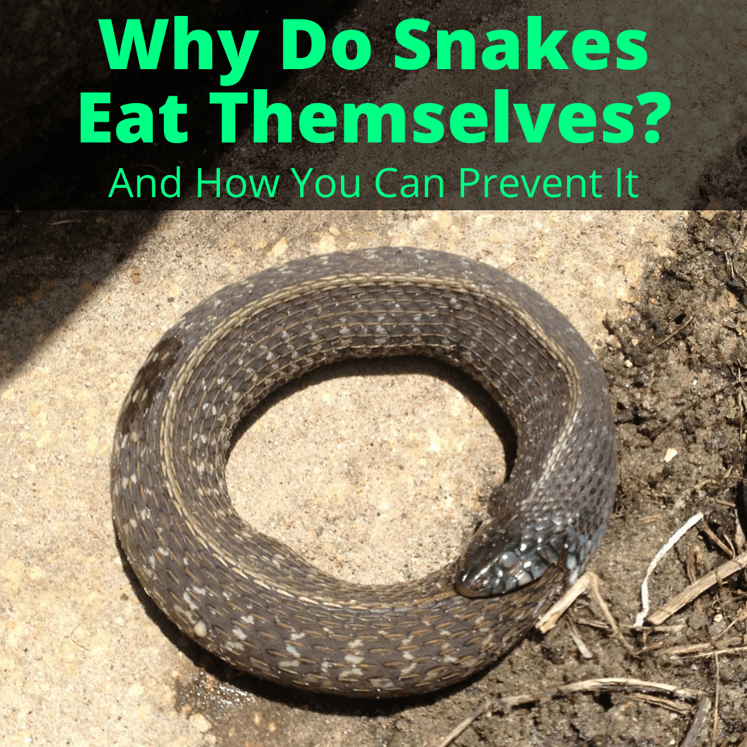 Why Do Snakes Eat Themselves