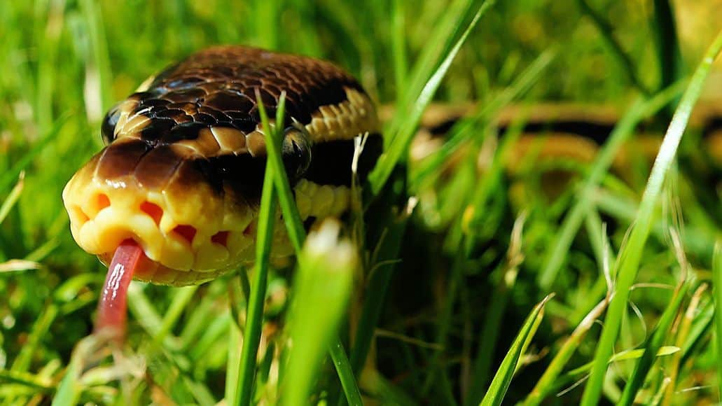 ball python in grass