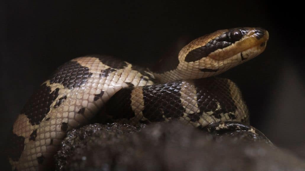 Banded Water Snake