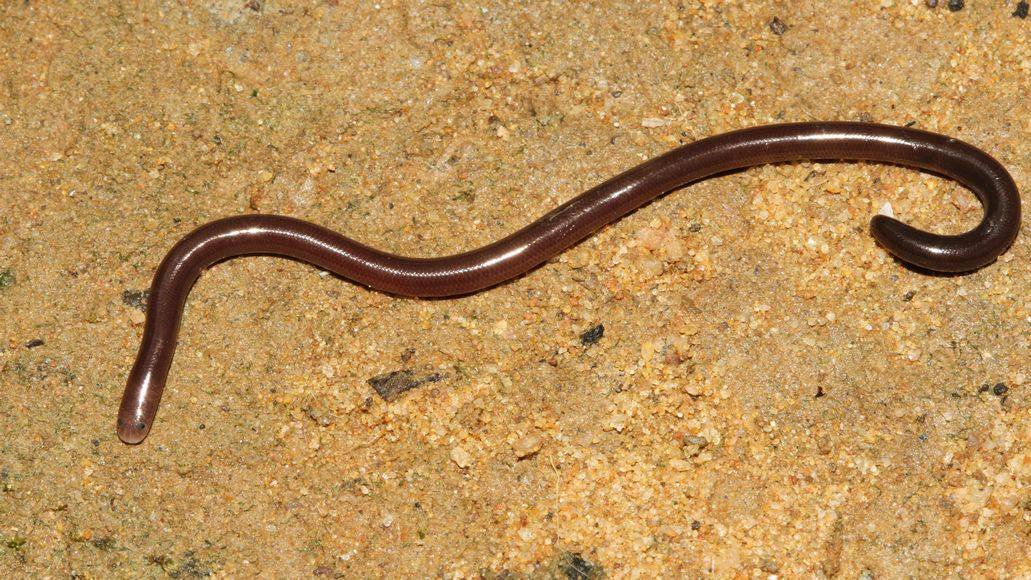 Brahminy blind snake