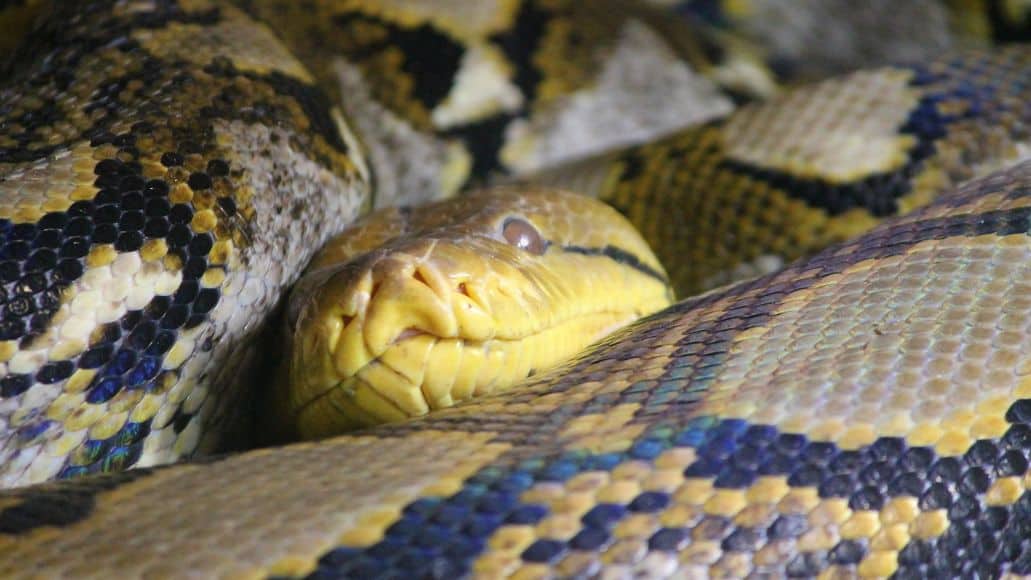 snake with smelly musk glands