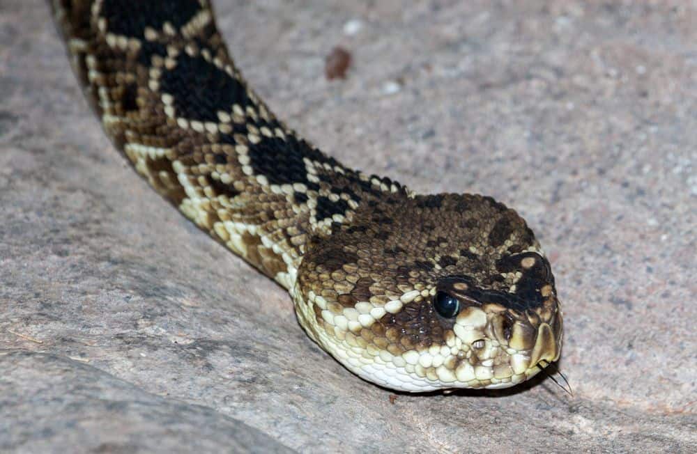 eastern diamond rattlesnake