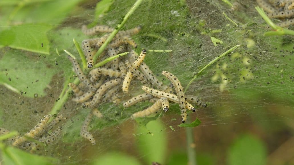 insect larvae