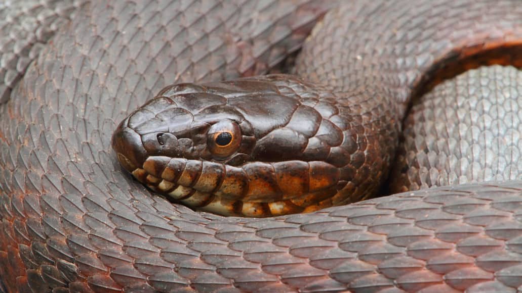 northern water snake