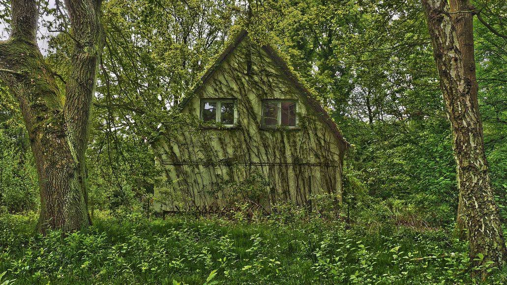 overgrown with vegetation