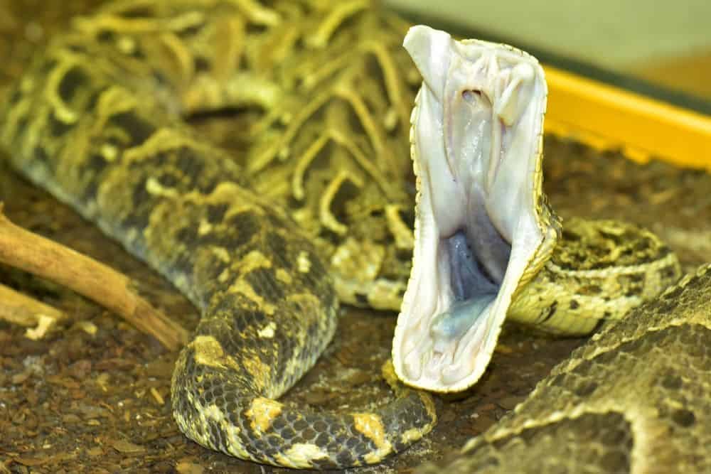 puff adder fangs