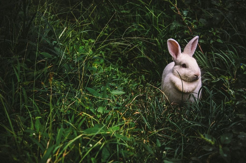 rabbit in grass