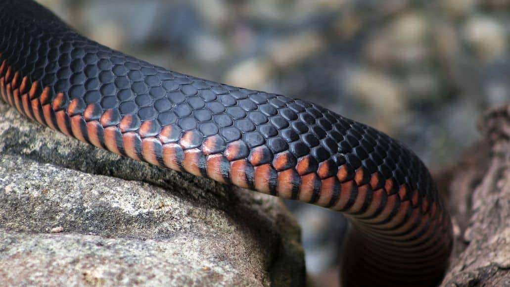 red bellied snake in maine