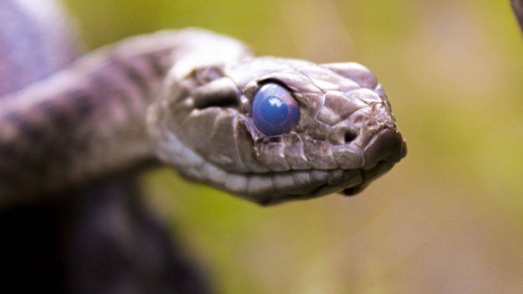 snake brille before shedding