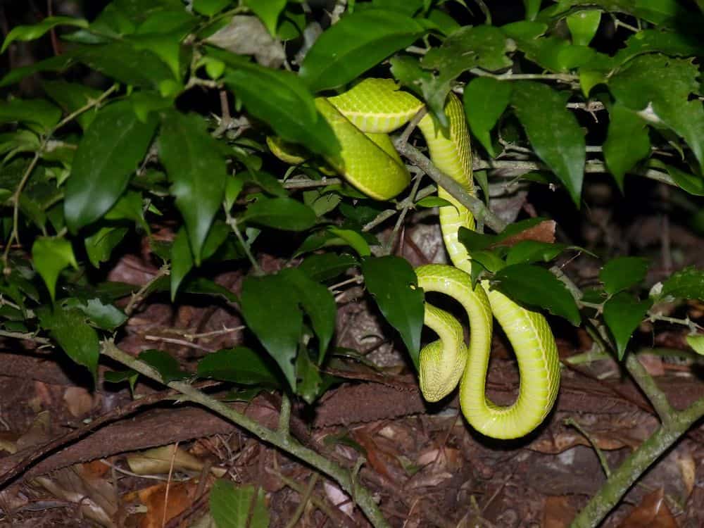 snake active at night