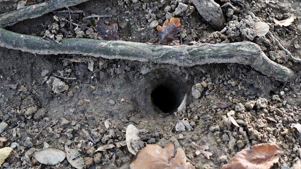 Do Snakes Live In Holes? (And How To Spot Them)