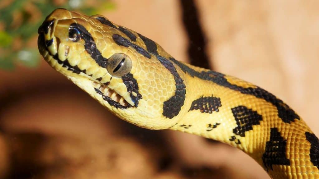 Do Snakes Have Eyelids? (And The Surprising Way They Sleep)