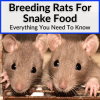 Beautiful view of Breeding Rat Mice For Snake Seizures