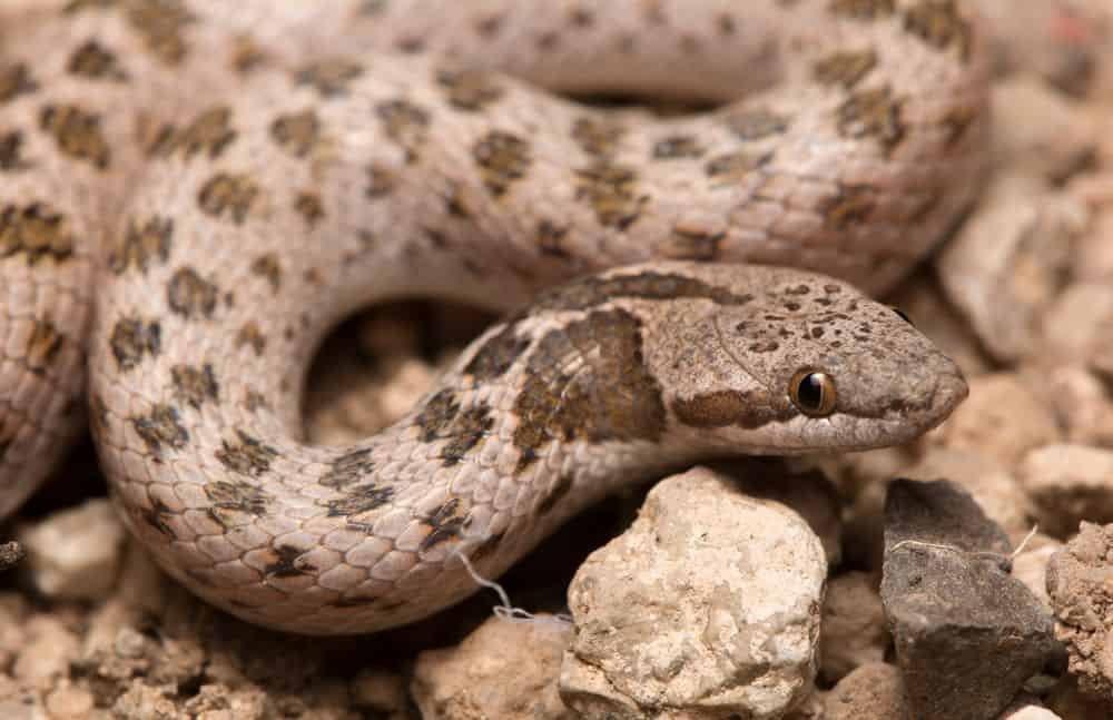 Chihuahuan Night Snake