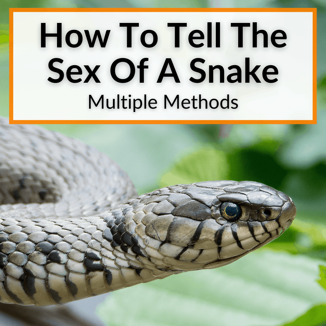 How To Tell The Sex Of A Snake