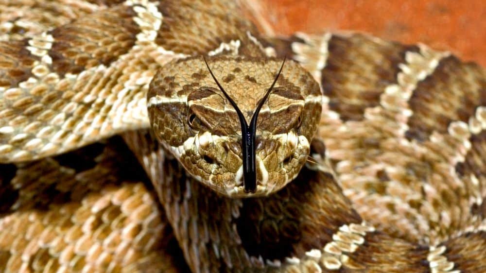 Prairie Rattlesnake