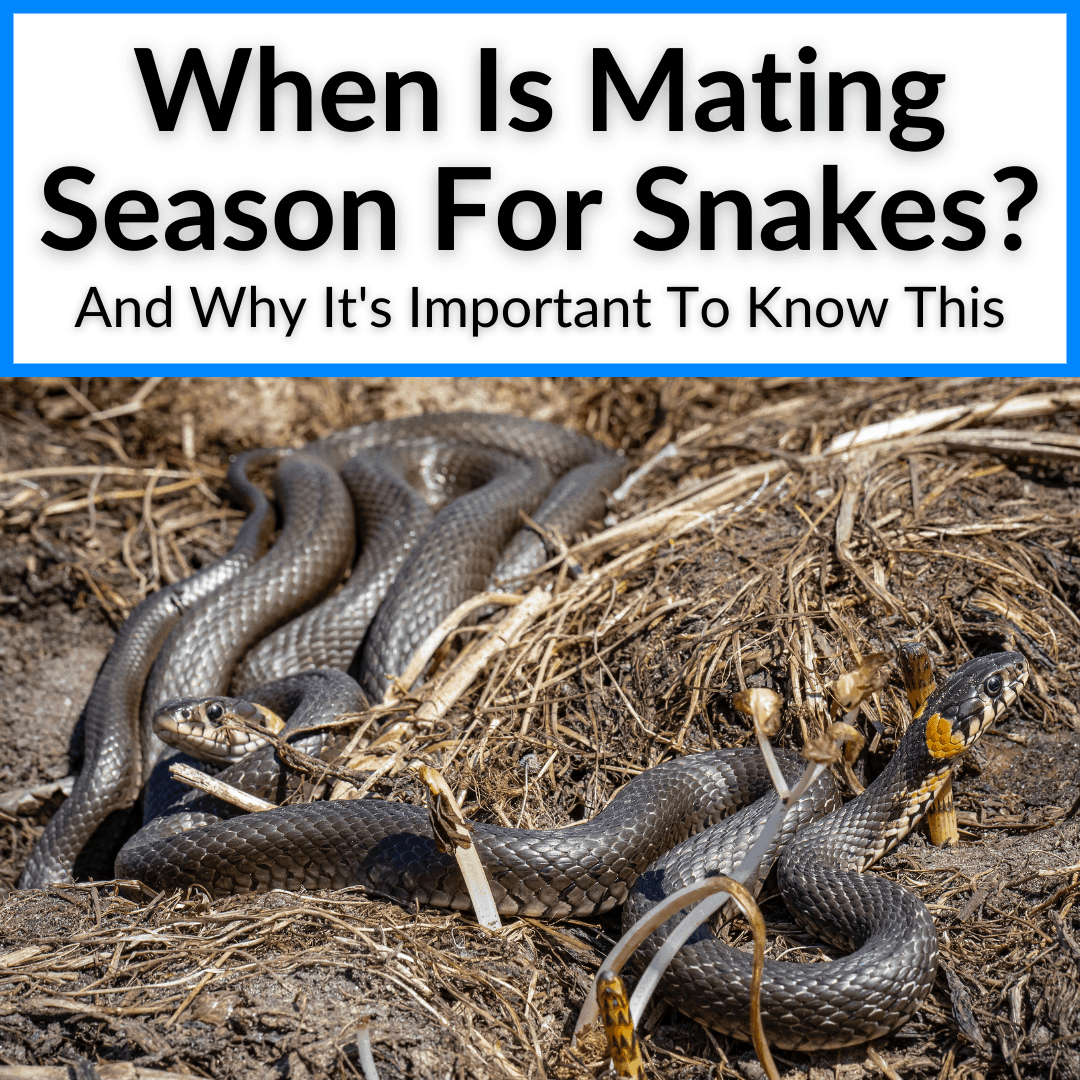 When Is Mating Season For Snakes? (And Why It's Important)