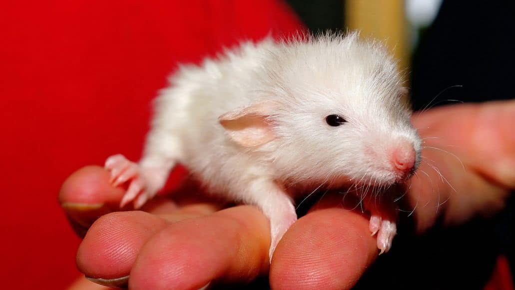 a baby rat to feed milk snake