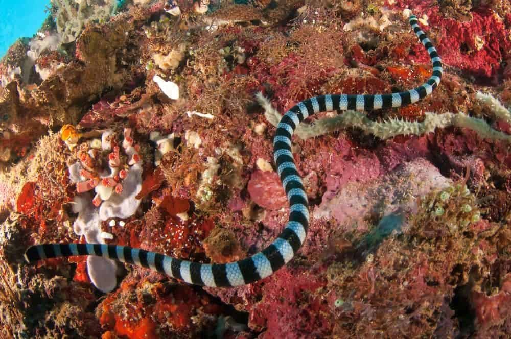 banded sea krait