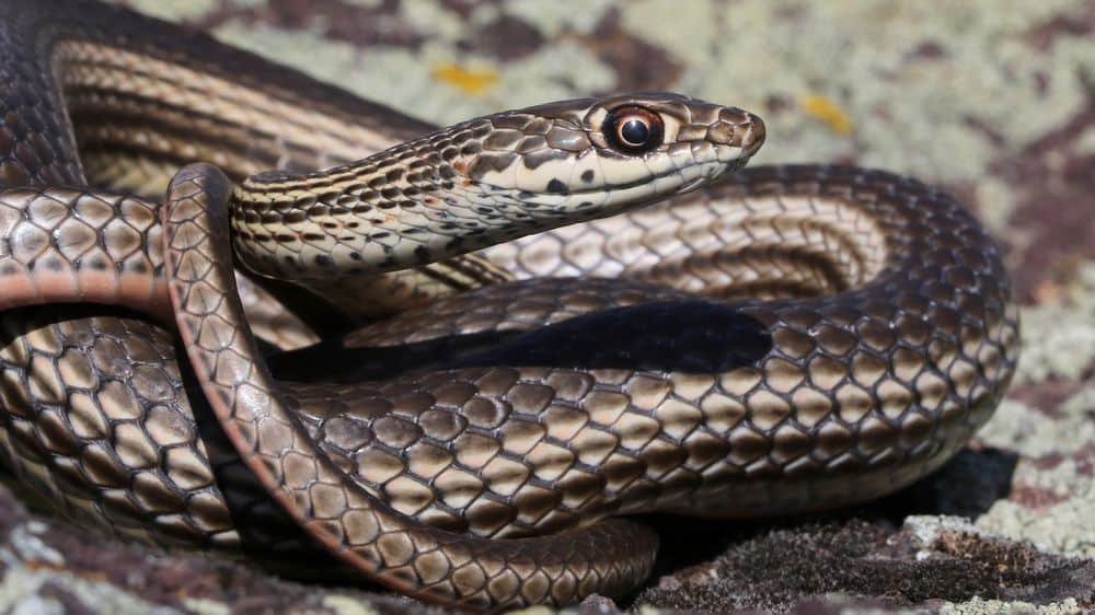 desert striped whipsnake