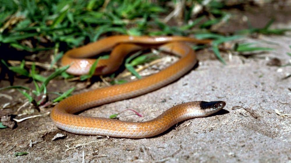 Plains Black-Headed Snake