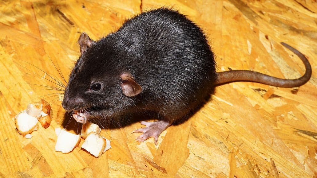 rat eating food