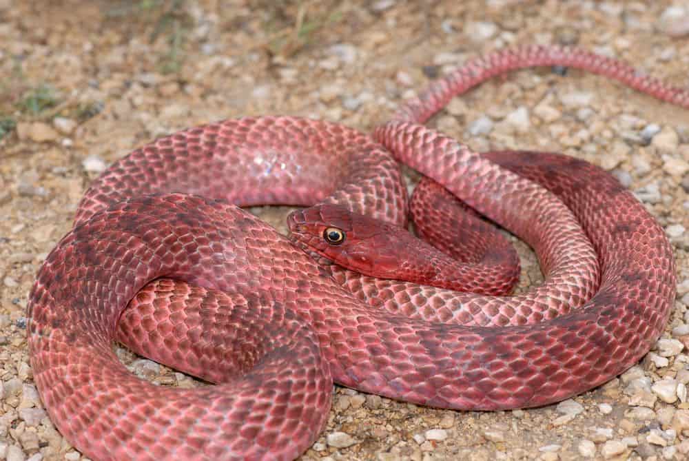 coachwhip snake by gulf of mexico