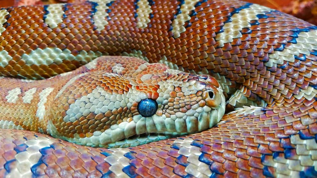 blue snake eye