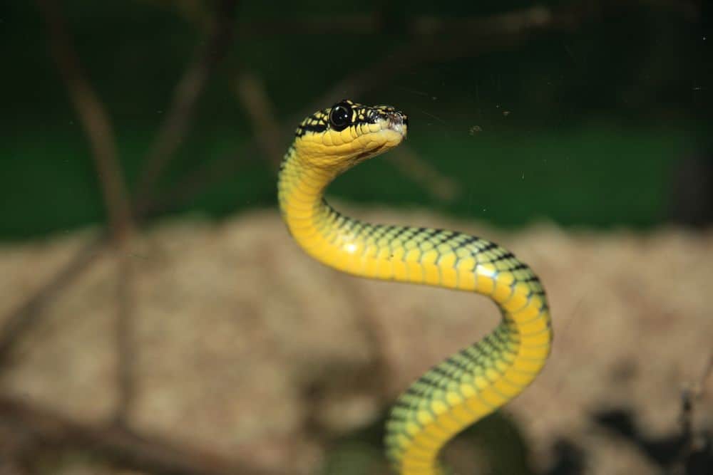 snake jumping