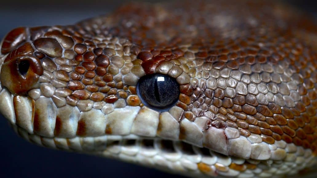 snake not blinking with open eyes