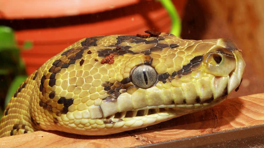 snake pupil close up