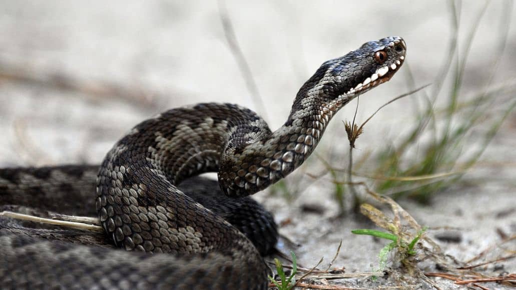 snake being repelled naturally